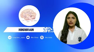 Hindbrain  Neural control and coordination  Akansha Mam  NEET 2025 [upl. by Angle]