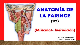 🥇 ANATOMÍA DE LA FARINGE 12 Músculos Inervación Fácil y Sencillo [upl. by Ahsrop]