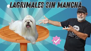 PORQUE se MANCHAN LOS LAGRIMALES de tu Shih Tzu by Alex Santillana [upl. by Malorie]