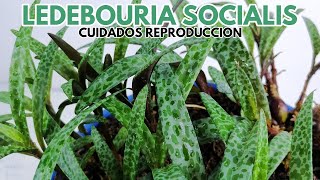 ledebouria socialis CHUYITO JARDINERO [upl. by Esinad]