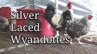 Silver Laced Wyandotte Chickens [upl. by Asila]