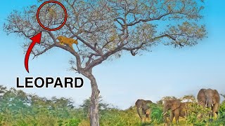 Elephants Save Leopard From Lions in Tree [upl. by Anivlac]