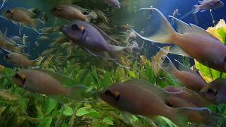 Brichardi Cichlid Tank [upl. by Frendel]