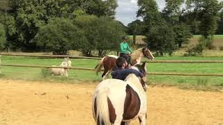 A vendre CURLY 2017 150cm hongre cheval de confiance famille endurance rando western [upl. by Libbna]