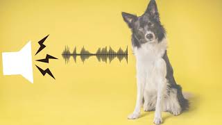 Pitched Dog Whistle Sound Help To Stop Dogs BarkingSound effect [upl. by Rahman]