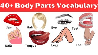 40 Body Parts Vocabulary  Daily Use English Vocabulary  Listen and Practice [upl. by Drofub]