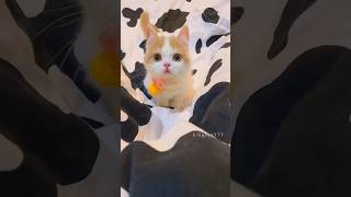 Rhythm of the Kitten💕😻 cute kitten cat meow [upl. by Bettencourt798]