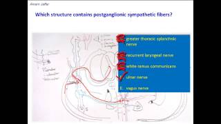 Which nerves contain postganglionic sympathetic nerve fibers [upl. by Brown226]