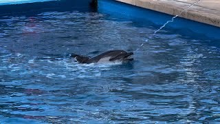 Cardiff the dolphin enjoys the water sprayer at SeaWorld San Diego [upl. by Rossen]