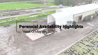 Perennial Availability Highlights Week of 56 [upl. by Nathalie322]