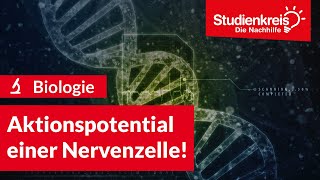 Aktionspotential einer Nervenzelle  Biologie verstehen mit dem Studienkreis [upl. by Gardie985]