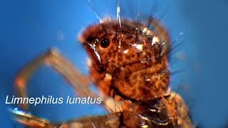 LIMNEPHILUS LUNATUS [upl. by Millhon]