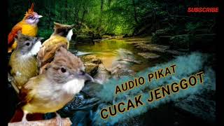 Audio Pikat ini TERBUKTI AMPUH UNTUK PANCING CUCAK JENGGOT GAGU  PASTI AUTO RESPONT IKUT NGEBESET [upl. by Johst]