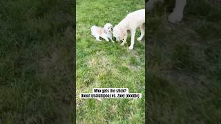 My dogs play fighting over a stick in the yard [upl. by Corabelle]