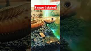 Channa Bleheri  Rainbow Snakehead [upl. by Argela]