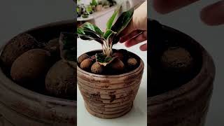 Aglaonema creta cultivada na água 🌿🤍plantasejardim plantaslindas [upl. by Furey]