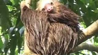 Sloths of Costa Rica [upl. by Nnaerb]