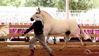 YEGUADA LAS MORERIAS MEJOR GANADERIA CAMPEONATO DE CATALUÑA [upl. by Otirecul]