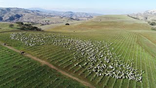 Paicines Ranch vineyard grazed by 1700 sheep  Drone coverage [upl. by Ahcire]