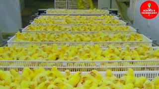 AMAZING FULL PROCESS OF MODERN HIGHTECH CHICKS HATCHERY MODERN POULTRY HATCHERY TECHNOLOGYFARMING [upl. by Eniarral447]