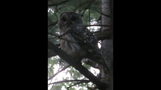 WHO is that Meet a Barred Owl in the Forest at Dusk owls hiking Nature [upl. by Krause]