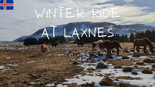 Winter trail ride on Icelandic horses at Laxnes Horse Farm in Iceland 4K [upl. by Adler]