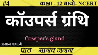 कॉउपर्स ग्रंथि ।। Cowpers Gland ।। Bulbourethral Gland।biology upboard class12 SudheerSirJi [upl. by Ppilihp653]