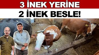 3 İnek Yerine 2 İnek Besle [upl. by Yntirb8]