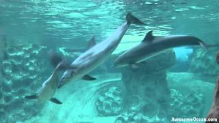 Dolphins at the Georgia Aquarium [upl. by Nahtam]