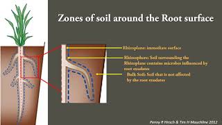 Plant Microbe interactions in the rhizosphere [upl. by Roze]