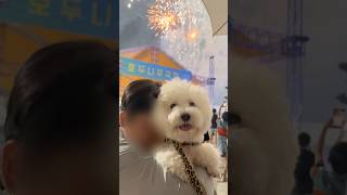 견생 첫 불꽃놀이 🎇 fireworks 흥타령 강아지 귀여운강아지 dog 불꽃놀이 [upl. by Lledraw]