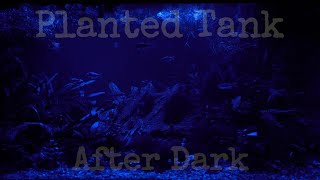 Enjoy your Halloween Planted Community Tank after Dark [upl. by Etam]