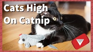 Cats High On Catnip Compilation Funny TOP 10 VIDEOS [upl. by Kalk644]