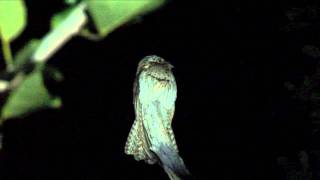 Northern Potoo [upl. by Nevarc251]