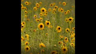 Summer in the Sandhills  A Moment of Zen  Nebraska Public Media [upl. by Sualocin]