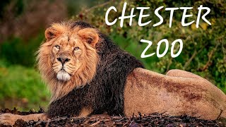 Chester Zoo March 2022 Animal Footage [upl. by Ambur]