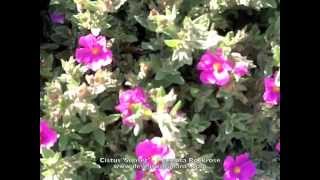 Cistus Sunset  Magenta Rockrose [upl. by Saval]