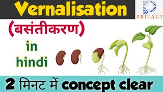 Vernalisation in plants  Plant growth and development  बसंतीकरण vernalisationin hindi Biology [upl. by Hakkeber]