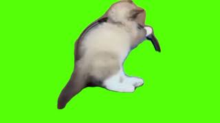 green screen cat relaxing sleeping and moving [upl. by Ayimat]