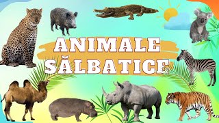 Invata Animalele Salbatice  JOC cu animale [upl. by Arza]