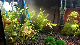 How co2 indicator works Fluval [upl. by Ylime]