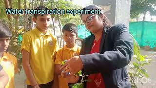 Transpiration in plants  experiment [upl. by Melan]