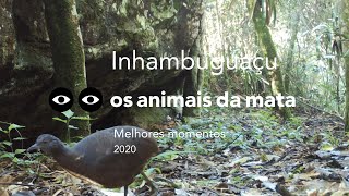 INHAMBUGUAÇU  Crypturellus obsoletus  MELHORES MOMENTOS  2020 [upl. by Sane]