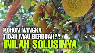 Cara Mudah Pohon Nangka Cepat Berbuah [upl. by Lemak]