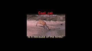 What are these reflexes bushbuck animals bushbuck crocodile [upl. by Navad113]