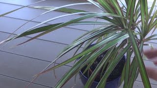 How to Propagate Dragon Tree Dracaena Marginata [upl. by Ayomat558]