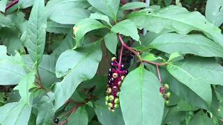 Making Poke Berry Ink [upl. by Frederick]