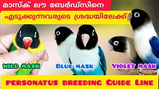 മാസ്ക് ലൗ ബേർഡ്സിനെ എടുക്കുന്നവരുടെ ശ്രദ്ധയിലേക്ക്personatus breeding guide line2024birds [upl. by Ringsmuth]