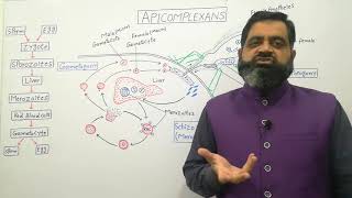 Apicomplexan English medium profmasoodfuzail Life cycle of Plasmodium  Schizogony  Protozoa [upl. by Rogozen]