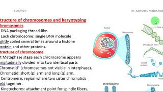 chromosomes and karyotyping الكروموسومات [upl. by Lehcsreh775]